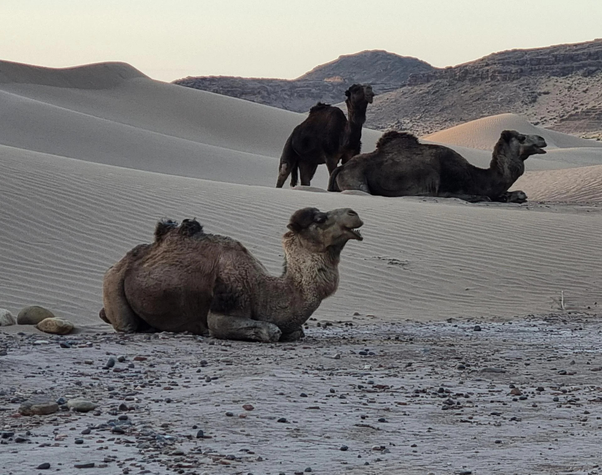 Sahara marocain