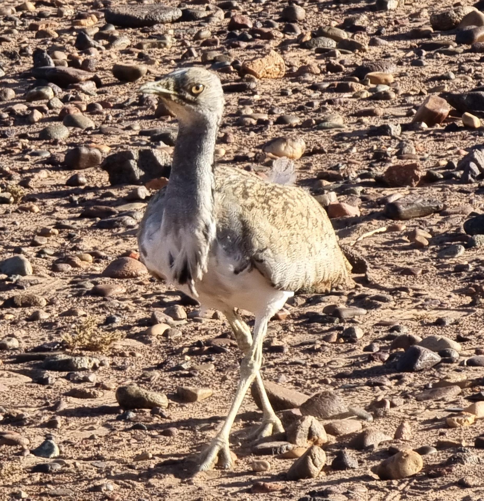 Sahara marocain