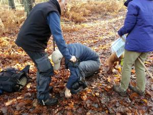 Bonnelles nov15 1