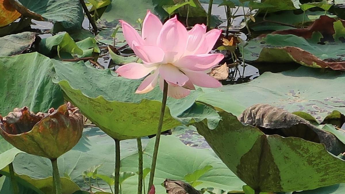 Cambodge
