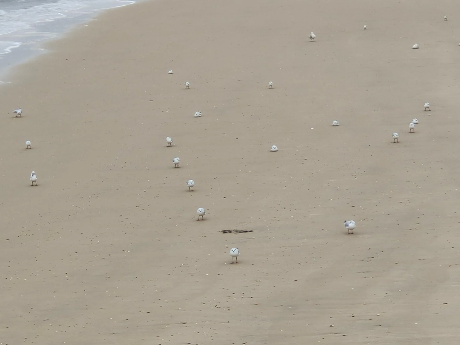 mouettes à Arcachon